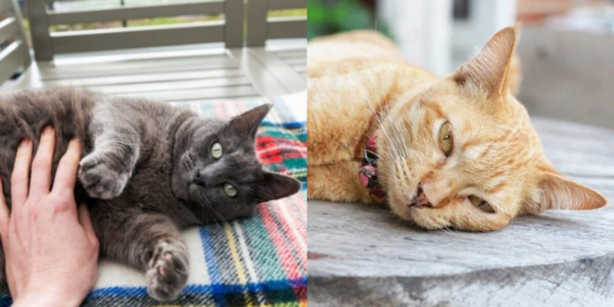 7 σημάδια δηλητηρίασης στις γάτες: Τι πρέπει να κάνετε- Κτηνίατρός μας εξηγεί