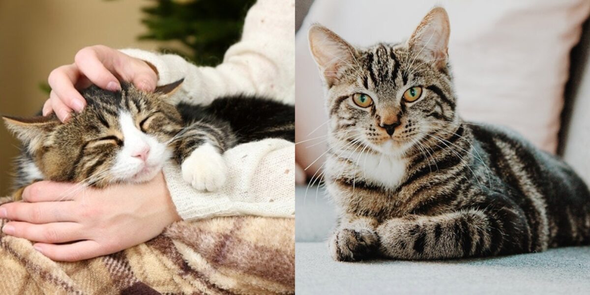 Είναι οι αρσενικές γάτες πιο στοργικές μετά τη στείρωση; 3 πιθανά οφέλη της στείρωσης