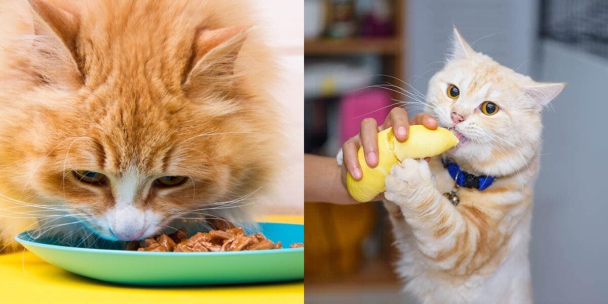 Oνόματα για γάτες εμπνευσμένα από φαγητά: Ιδέες για ζωηρά & γλυκά αιλουροειδή