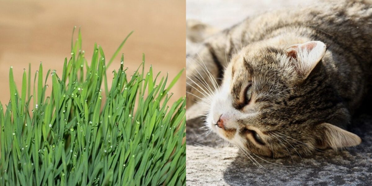 Μπορούν οι γάτες να φάνε σιταρόχορτο; Εγκεκριμένα από κτηνίατρο στοιχεία