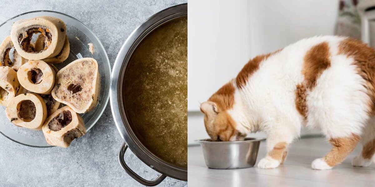 Μπορούν οι γάτες να πίνουν ζωμό από κόκαλα; Πιθανά οφέλη για την υγεία