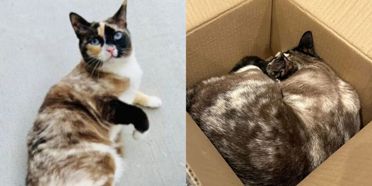 Απίστευτη ιστορία: Γάτα «ταχυδρομήθηκε» κατά λάθος 1.000 χλμ μακριά!