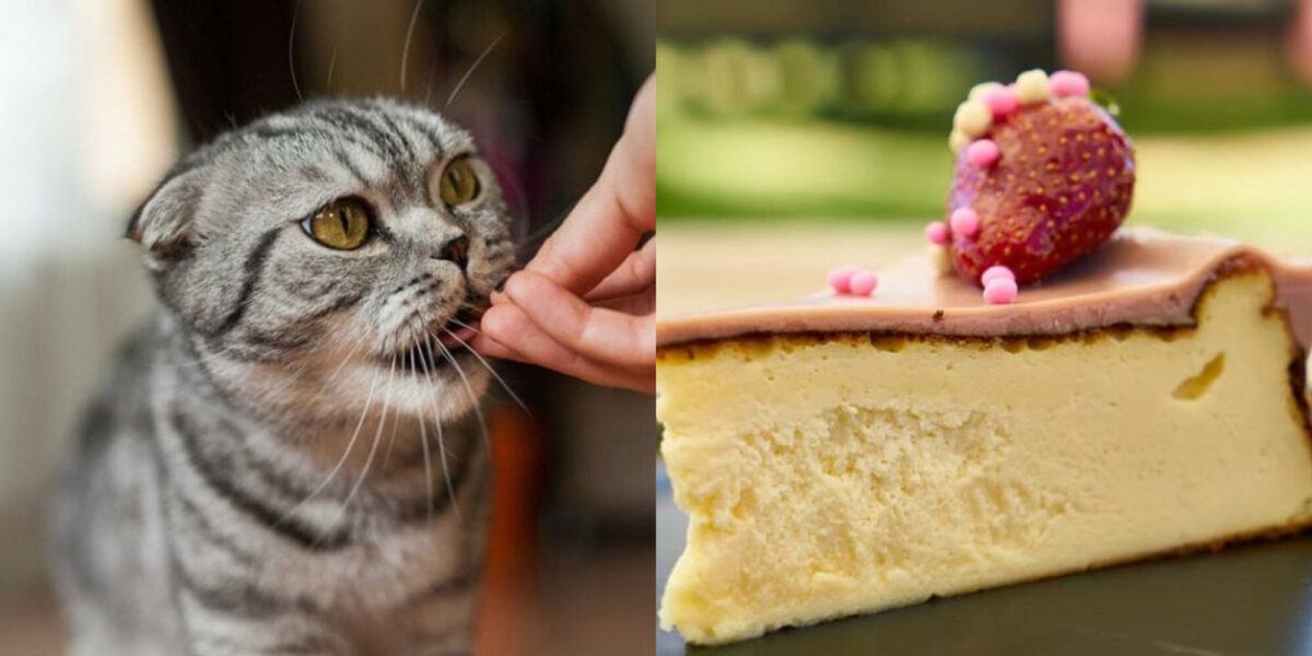 Μπορούν οι γάτες να φάνε Cheesecake; Εγκεκριμένα από κτηνίατρο διατροφικά στοιχεία & πιθανοί κίνδυνοι