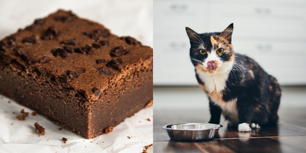 Μπορούν οι γάτες να φάνε Brownies; Τι πρέπει να ξέρετε!