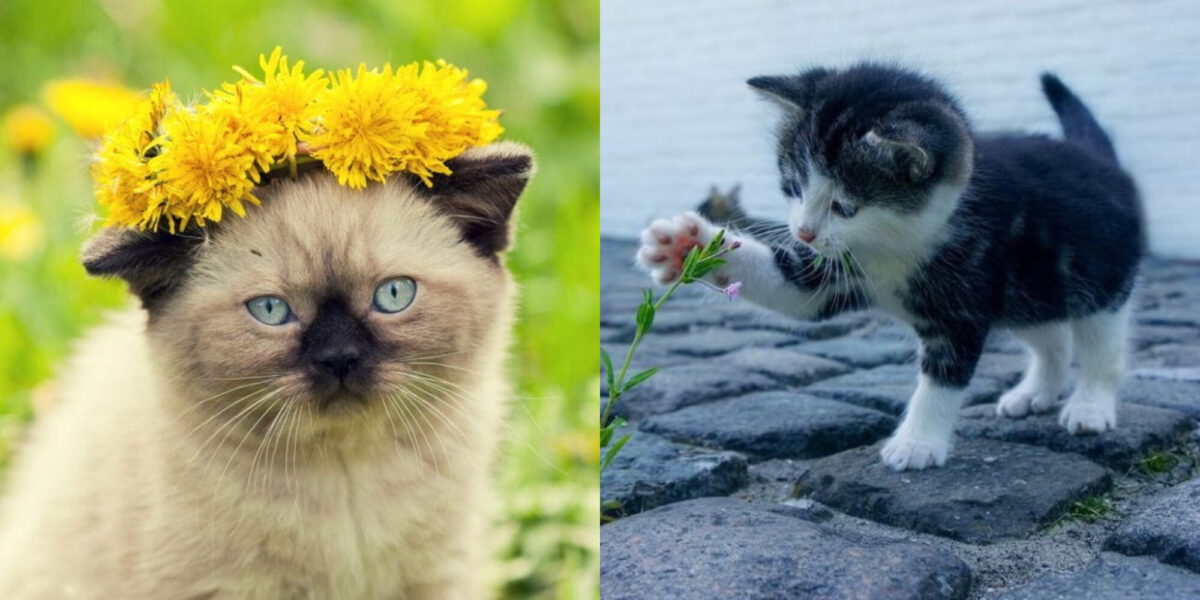 110 ονόματα λουλουδιών για γάτες: Τα καλύτερα ονόματα για τη γοητευτική σας γάτα