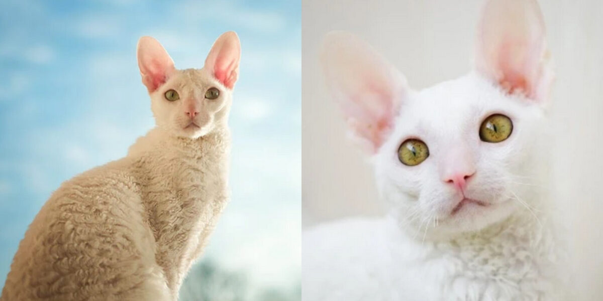 Είναι οι γάτες Cornish Rex υποαλλεργικές; Εγκεκριμένες από κτηνίατρο πληροφορίες & συμβουλές