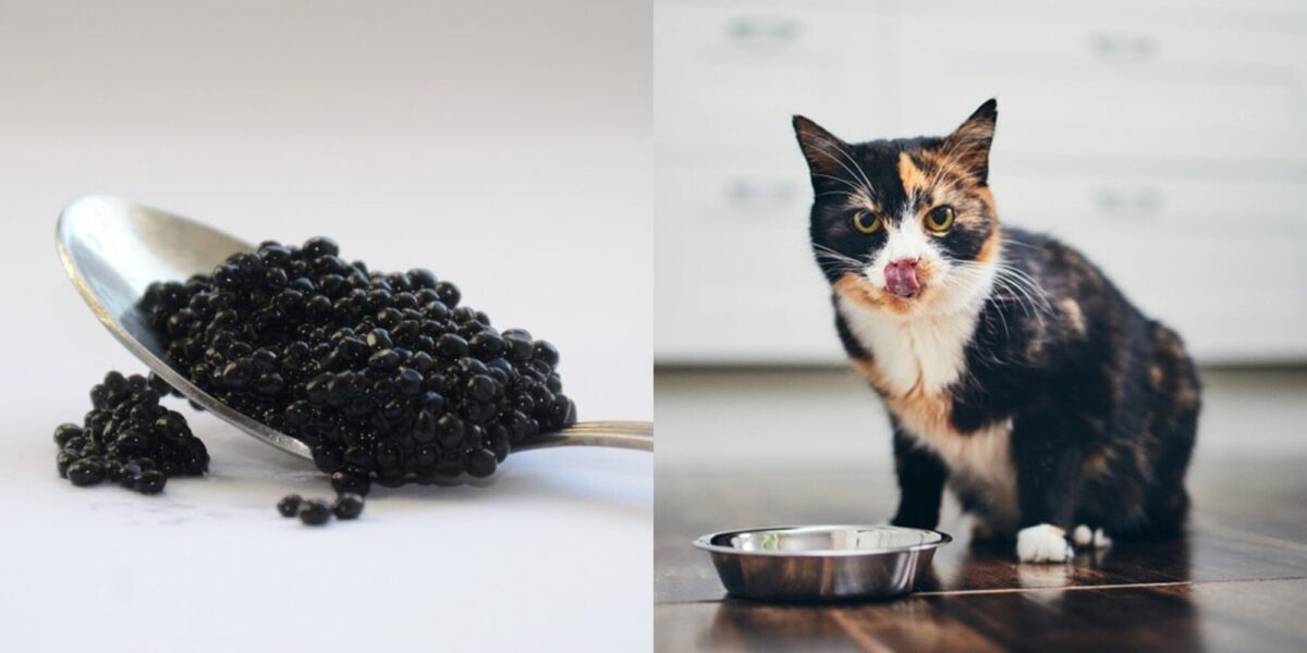 Μπορούν οι γάτες να φάνε χαβιάρι; Τι πρέπει να γνωρίζετε!
