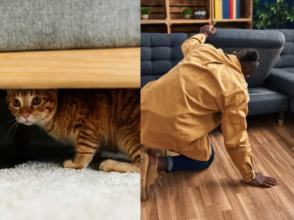 Δεν μπορείτε να βρείτε τη γάτα σας πουθενά στο σπίτι: Χρήσιμες συμβουλές για το τι πρέπει να κάνετε