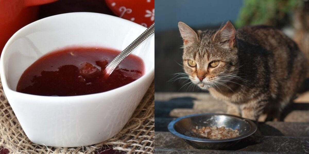 Μπορούν οι γάτες να φάνε σάλτσα κράνμπερι; Υγεία & Διατροφικά Στοιχεία