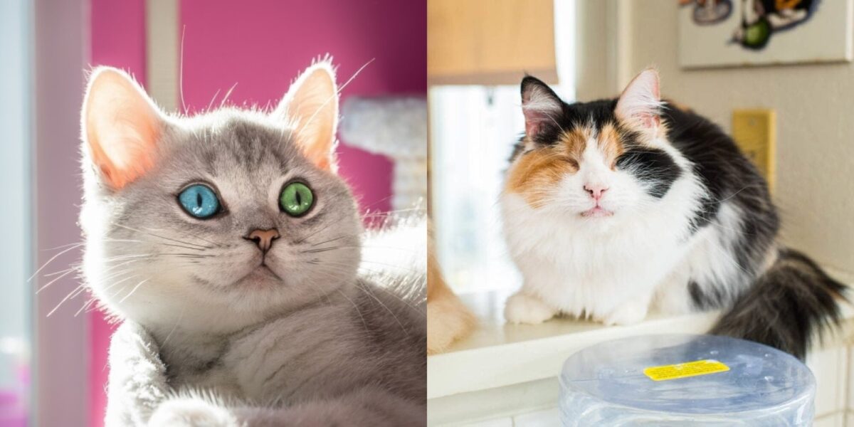 Ονοματοδοσία γάτας: 180+ Κορεάτικα ονόματα για τη χαριτωμένη γάτα σας