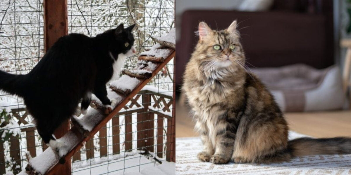 Πώς να σταματήσετε τις γάτες από το να σκοτώνουν πουλιά: 7 πιθανοί τρόποι