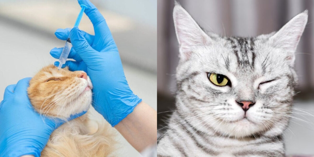 Γιατί οι γάτες έχουν εκκρίσεις στα μάτια; Εγκεκριμένες από κτηνίατρο πληροφορίες & Συχνές ερωτήσεις