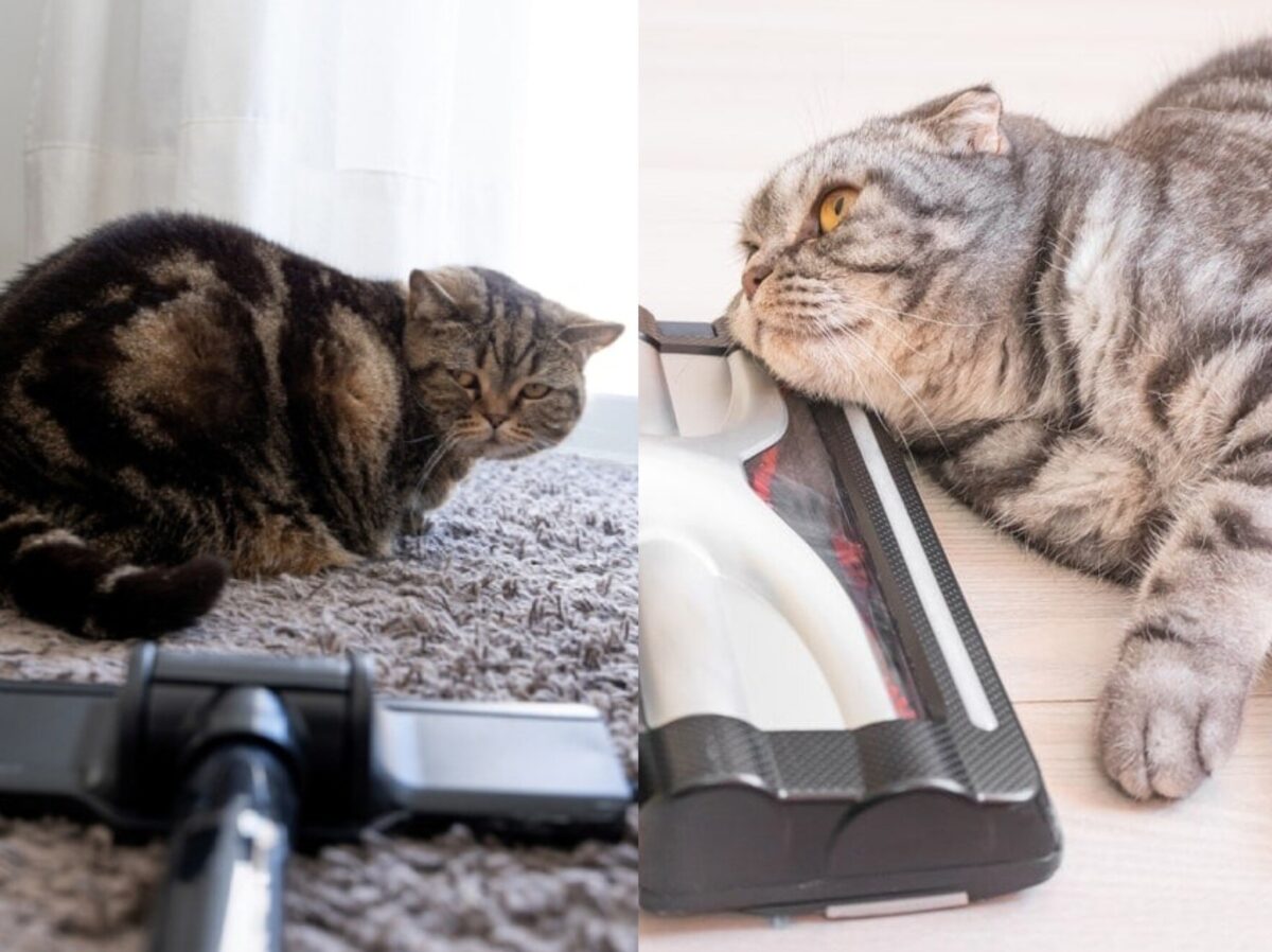 Γιατί οι γάτες φοβούνται τις ηλεκτρικές σκούπες; Αιτίες & συμβουλές