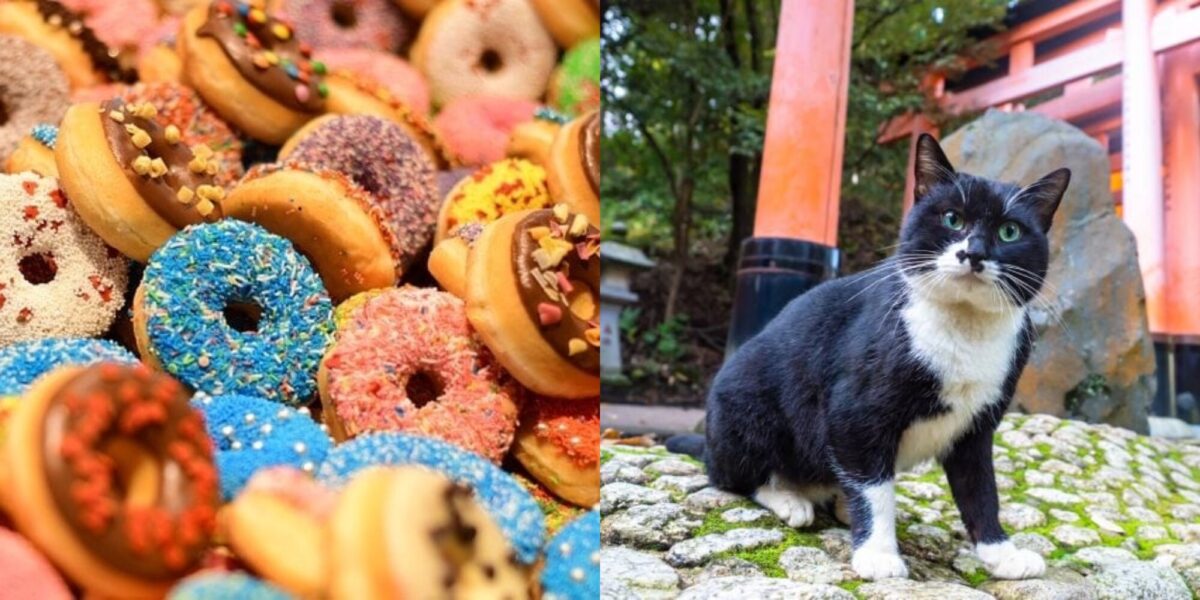 Μπορούν οι γάτες να φάνε ντόνατς; Διατροφικά στοιχεία & οδηγός ασφάλειας