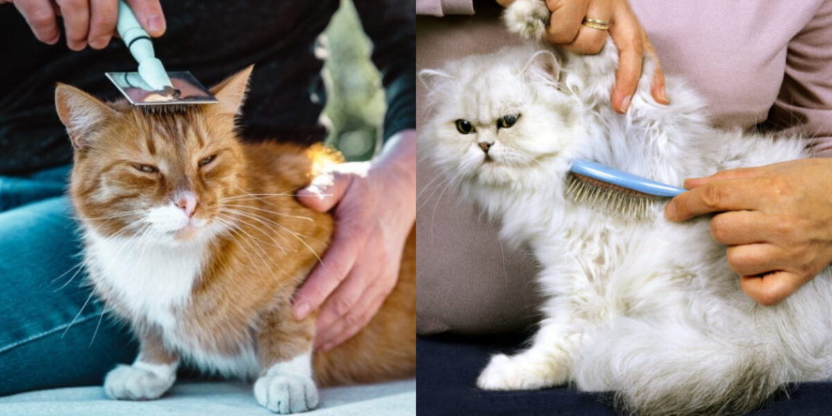 Στις γάτες αρέσει να τις βουρτσίζουν; Συμβουλές περιποίησης & φροντίδας
