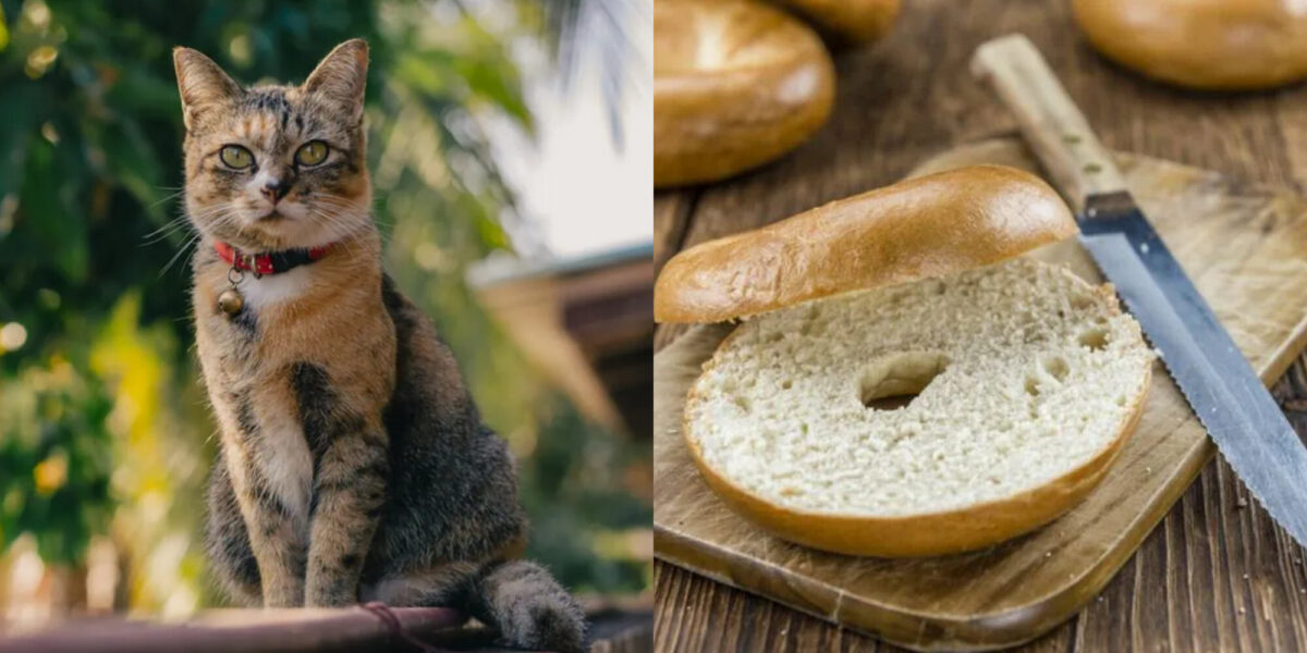 Μπορούν οι γάτες να φάνε κουλούρια ή bagel; Εγκεκριμένες από κτηνίατρο πληροφορίες & Συχνές ερωτήσεις