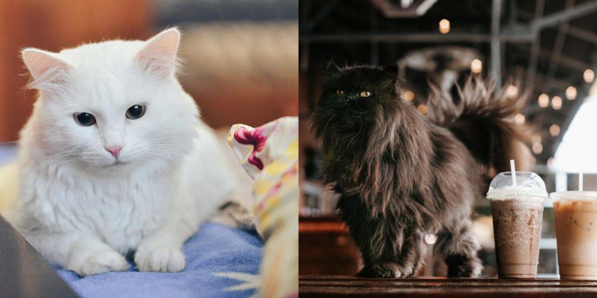 88 ονόματα σχετικά με τον καφέ για γάτες: Οι κορυφαίες επιλογές μας για τη γάτα σας 