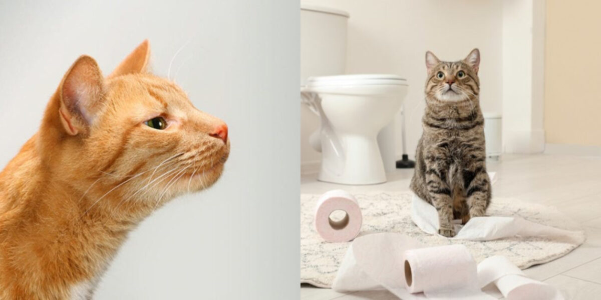 Οι γάτες απολαμβάνουν τη μυρωδιά της χλωρίνης; Πληροφορίες για την ασφάλεια και την τοξικότητα