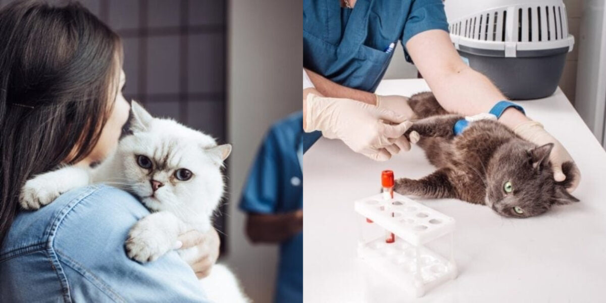 Θα φανεί με μια εξέταση αίματος ο καρκίνος στις γάτες; Τι θα δείξει;