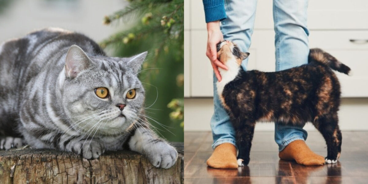 Στις γάτες αρέσει η οπτική επαφή; Πληροφορίες & Συχνές ερωτήσεις από κτηνίατρο