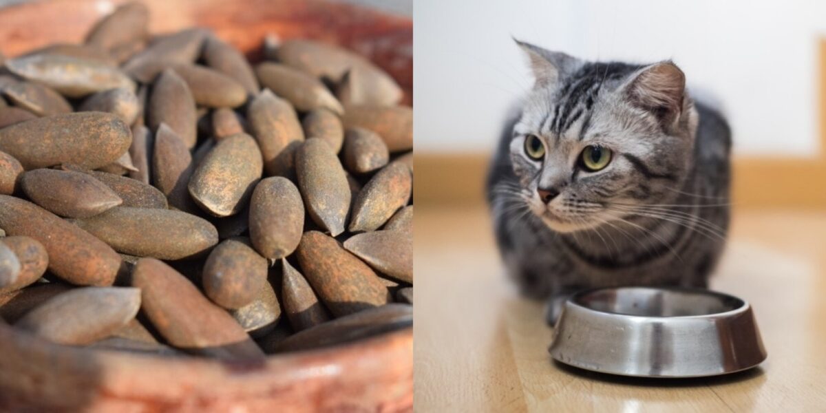 Μπορούν οι γάτες να φάνε κουκουνάρια; Πληροφορίες και κίνδυνοι που έχουν αξιολογηθεί από κτηνίατρο