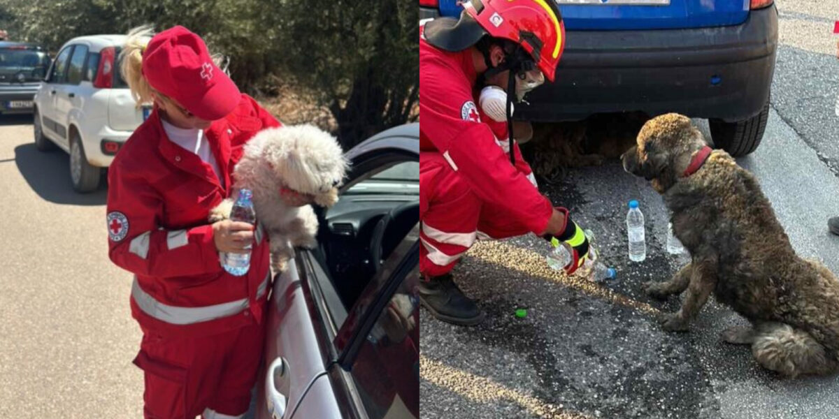 Ο Ελληνικός Ερυθρός Σταυρός στην πρώτη γραμμή: Σώζει ζωές ανθρώπων και ζώων στις πυρκαγιές