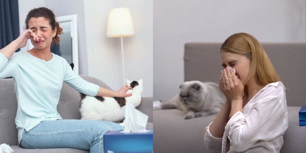 Μπορούν οι γάτες να προκαλέσουν άσθμα στους ανθρώπους; Σημαντικά στοιχεία για την υγεία