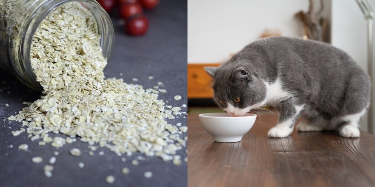 Μπορούν οι γάτες να φάνε βρώμη; Διατροφικά στοιχεία & Συχνές ερωτήσεις