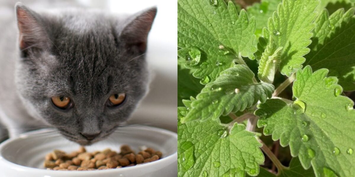 Πώς να καλλιεργήσετε Catnip: 8 συμβουλές από κτηνίατρο