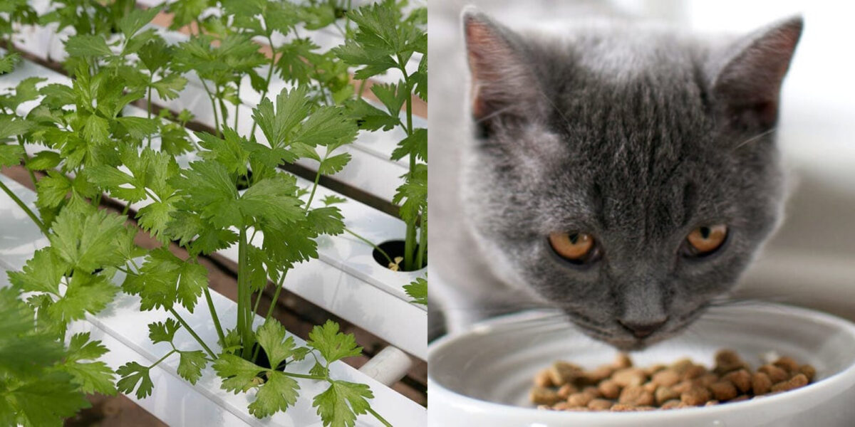 Μπορούν οι γάτες να φάνε κόλιανδρο; Πληροφορίες διατροφής και υγείας που έχουν αξιολογηθεί από κτηνίατρο