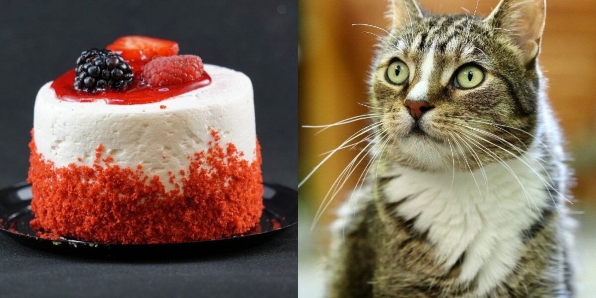 Μπορούν οι γάτες να φάνε κέικ; Πληροφορίες & Συχνές Ερωτήσεις που έχουν αξιολογηθεί από κτηνίατρο