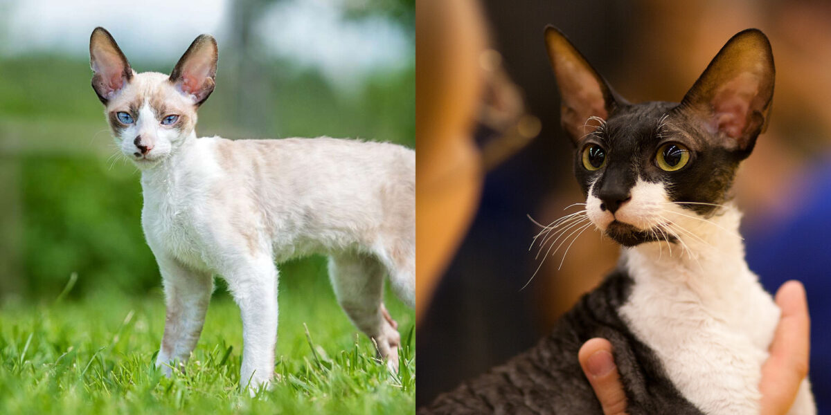 Cornish Rex: Εμφάνιση γάτας, ιδιοσυγκρασία και φροντίδα