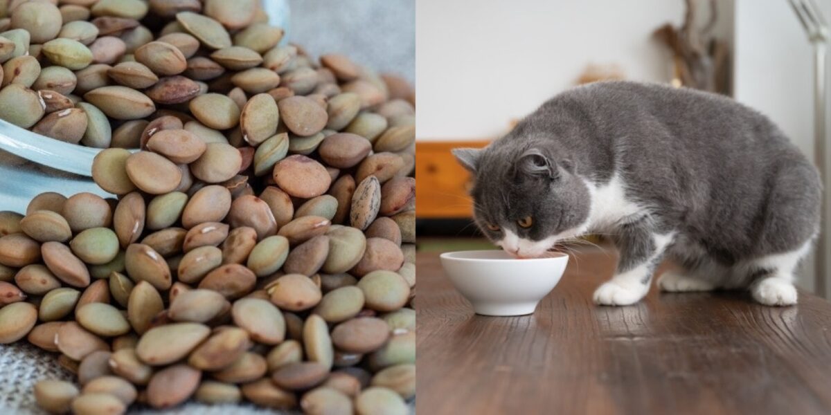 Μπορούν οι γάτες να φάνε φακές; Διατροφικά στοιχεία & Συχνές ερωτήσεις