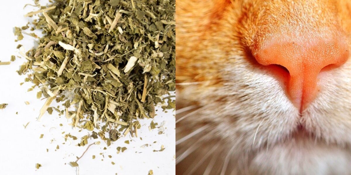 Πόσο μακριά μπορεί η γάτα μου να μυρίσει το Catnip; Επιστημονικά τεκμηριωμένες πληροφορίες & συμβουλές