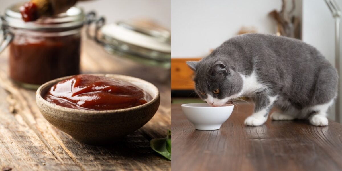 Μπορούν οι γάτες να φάνε σάλτσα μπάρμπεκιου; Πληροφορίες που έχουν αξιολογηθεί από κτηνίατρο