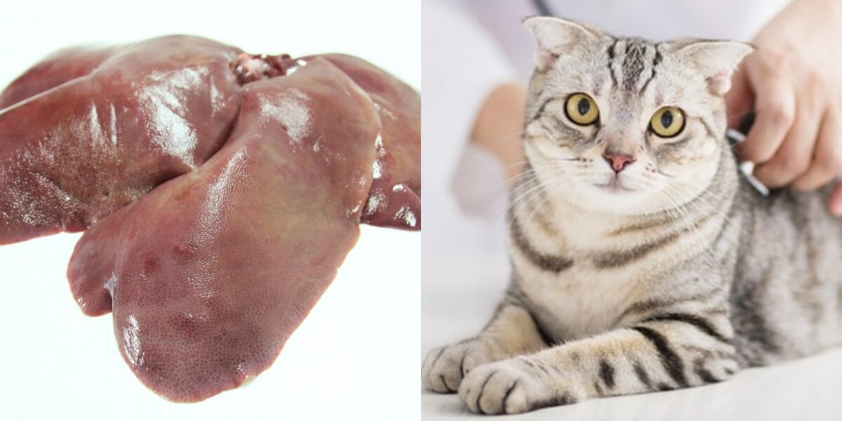 Μπορούν οι γάτες να φάνε συκώτι; Διατροφικά στοιχεία & Συχνές ερωτήσεις