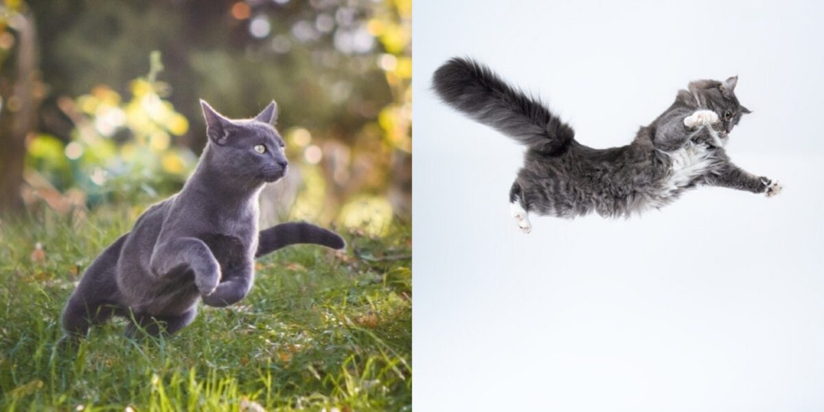 Πόσο μακριά μπορούν να πηδήξουν οι γάτες χωρίς να τραυματιστούν; Πληροφορίες & Συχνές Ερωτήσεις που έχουν αξιολογηθεί από κτηνίατρο