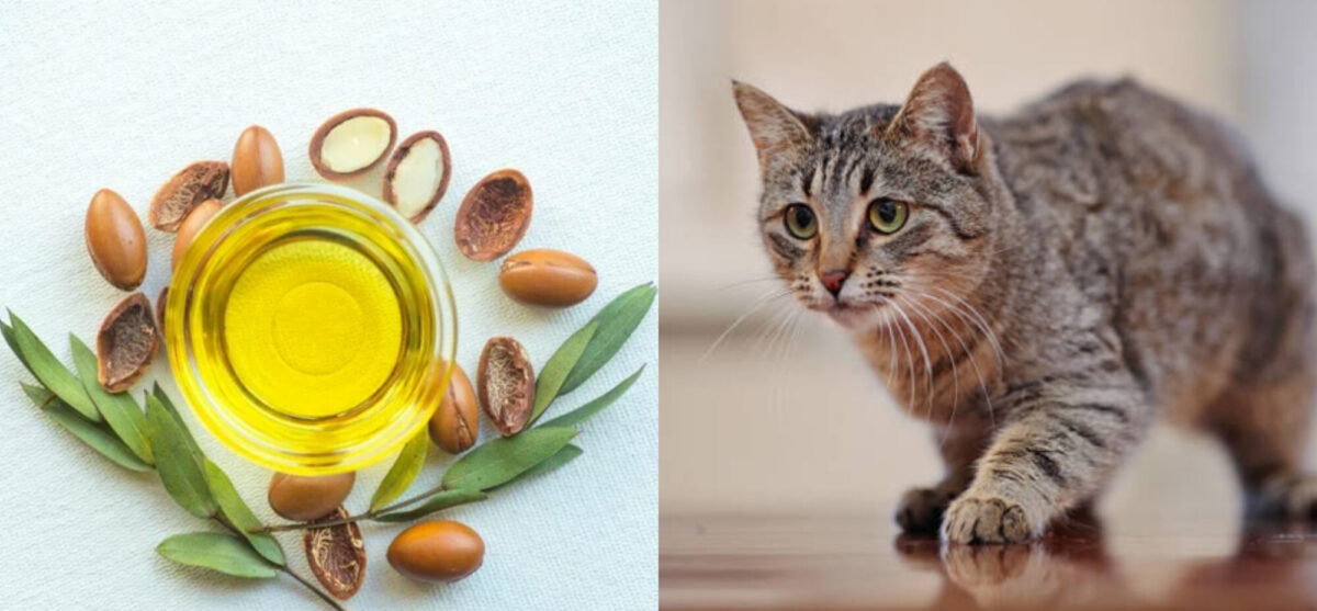 Είναι το έλαιο Argan ασφαλές για τις γάτες; Εγκεκριμένα από κτηνίατρο στοιχεία για την υγεία και την ασφάλεια