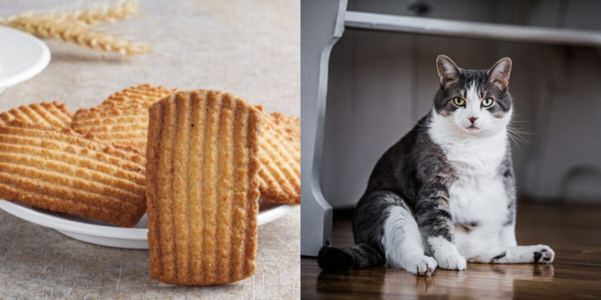Μπορούν οι γάτες να φάνε μπισκότα; Πληροφορίες & Συχνές Ερωτήσεις που έχουν αξιολογηθεί από κτηνίατρο