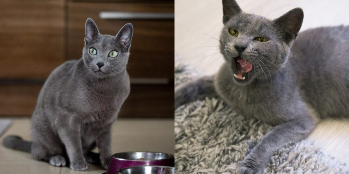 Έχουν όλες οι Russian Blue Γάτες πράσινα μάτια; Χαρακτηριστικά και πληροφορίες φυλής