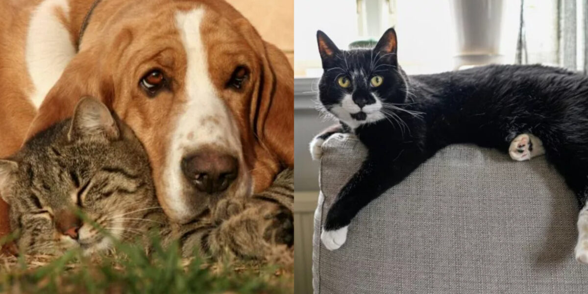 Τα πάνε τα Basset Hounds καλά με τις γάτες; Χαρακτηριστικά ιδιοσυγκρασίας & προσωπικότητας