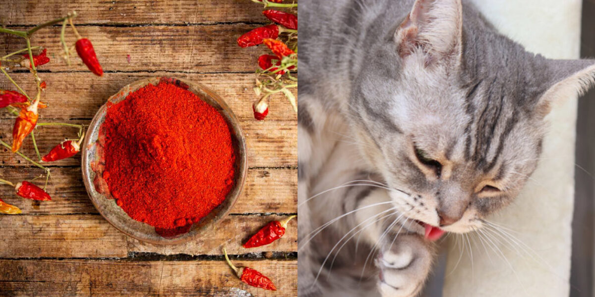 Μπορούν οι γάτες να φάνε πάπρικα; Επαληθευμένα από κτηνίατρο διατροφικά στοιχεία & συμβουλές ασφαλείας