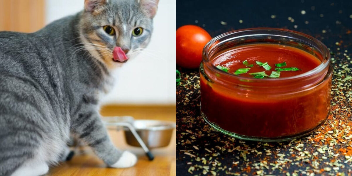Μπορεί μια γάτα να δοκιμάσει καυτερή σάλτσα; -Χρήσιμες πληροφορίες