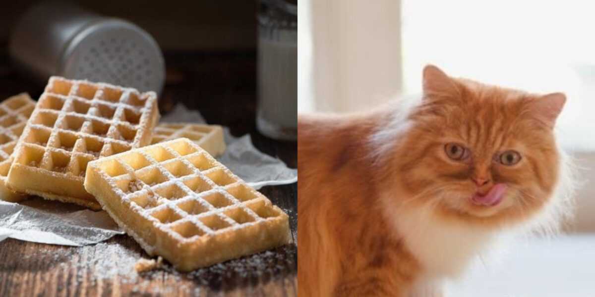Διατροφή γάτας: Μπορούν οι γάτες να φάνε βάφλες; Τι πρέπει να ξέρετε