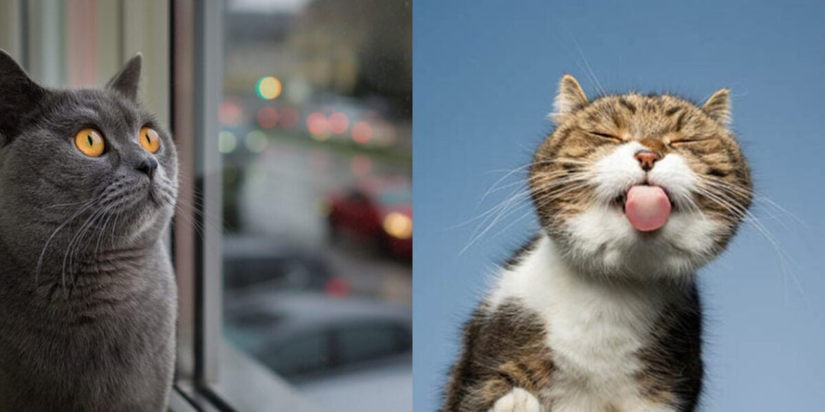 Γιατί οι γάτες γλείφουν παράθυρα και οθόνες; Αυτοί είναι οι 8 πιθανοί λόγοι