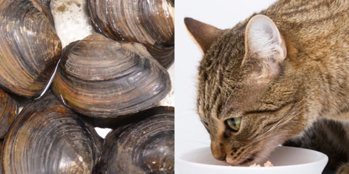 Μπορούν οι γάτες να φάνε μύδια; Εγκεκριμένα από κτηνίατρο στοιχεία για την υγεία και την ασφάλεια