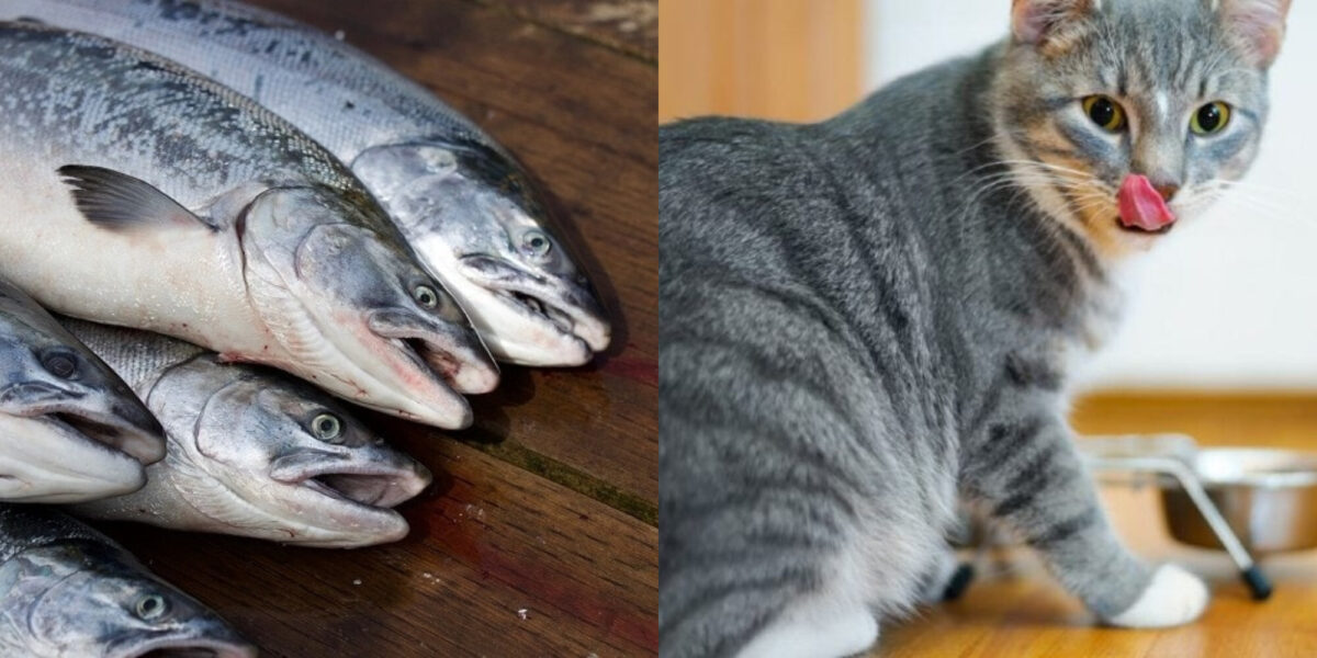 Μπορούν οι γάτες να φάνε σκουμπρί; Διατροφικά στοιχεία & Συχνές ερωτήσεις