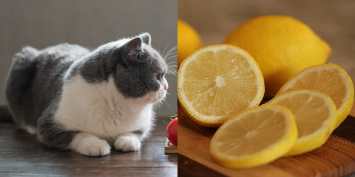 Μπορούν οι γάτες να πιουν λεμονάδα; Τι πρέπει να γνωρίζετε