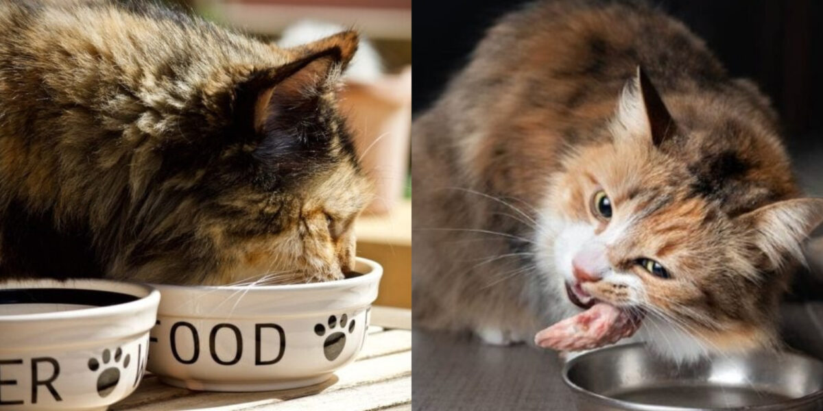 Μπορούν οι γάτες να φάνε κόκαλα; Πληροφορίες & οδηγός ασφαλείας