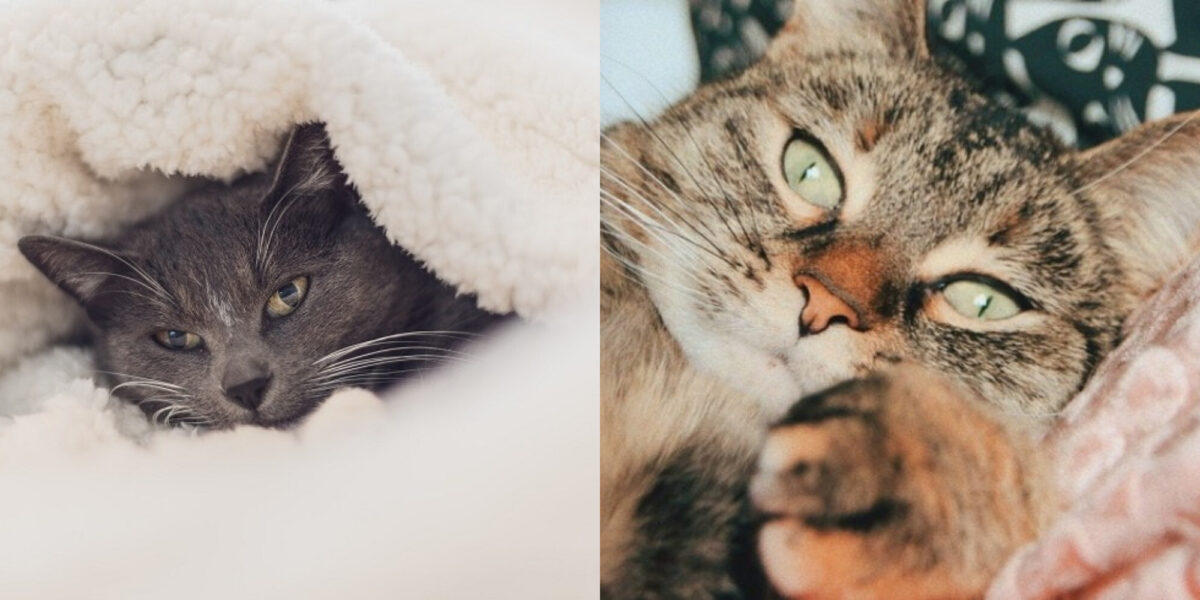Στις γάτες αρέσουν οι κουβέρτες; Πληροφορίες & Συχνές ερωτήσεις
